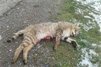 گربه جنگلی در اثر تصادف در همدان تلف شد/دیده شدن گربه جنگلی برای نخستین بار در همدان