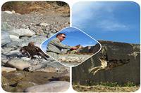 رها سازی یک بهله پرنده شکاری توسط محیط بانان اداره حفاظت محیط زیست شهرستان جیرفت