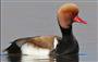 اردک تاجدار برای نخستین بار در نیشابور مشاهده شد