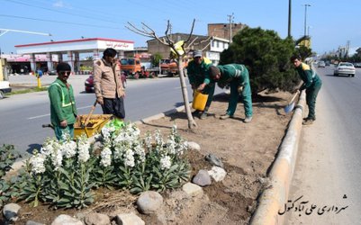 کاشت چمن بلوار خیابان امام رضا (ع) توسط