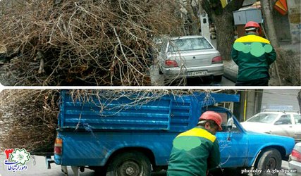 هرس شاخه های خشک، بیمار و مزاحم درختان شروع شد