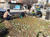کاشت گلهای فصلی در سطح شهر توسط واحد فضای سبز شهرداری عجب شیر