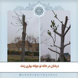 درختان در خانه نو جوانه بهاری زدند