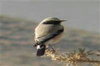 ثبت مشاهده ۵ گونه جدید پرنده در چهارمحال و بختیاری