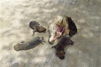 شکار ماده گرگ مادر توسط شکار چی بی رحم در شهرستان جیرفت