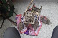 متخلف صید پرندگان توسط مامورین یگان حفاظت محیط زیست شهرستان رابر کرمان دستیگر شد