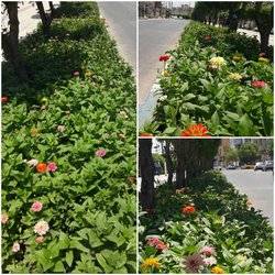 پروژه کاشت گل تابستانه در میادین و بلوارها