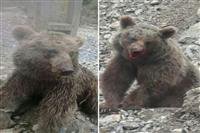 ضاربین توله خرس مصدوم شناسایی و دستگیر شدند