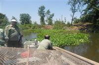 پاکسازی گیاه مهاجم  سنبل آبی در رودخانه لنگرود ادامه دارد.
