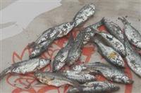 تلف شدن بیش از۲۰۰ قطعه ماهی / دستگیری یک صیاد غیرمجاز در آمل