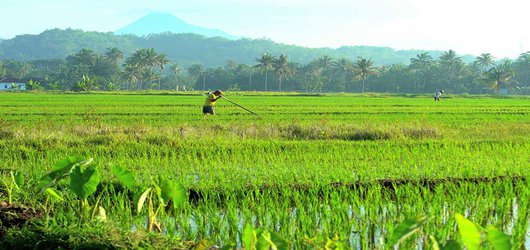 معرفی ۱۴ محصول جایگزین کشت برنج