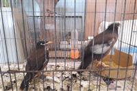 جمع آوری پرندگان حمایت شده از پرنده فروشی در همدان