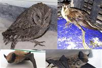 ثبت دو گونه پرنده و یک گونه پستاندار جدید برای اولین بار در استان همدان