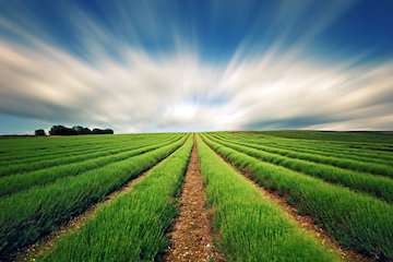 سازمان هواشناسی توصیه‌های کشاورزی چهل و هفتمین هفته سال زراعی را اعلام کرد