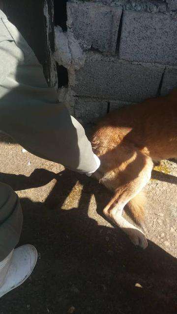 طرح واکسیناسیون سگ های بدون صاحب توسط شهرداری لاهیجان با مشارکت دامپزشکی اجرا شد