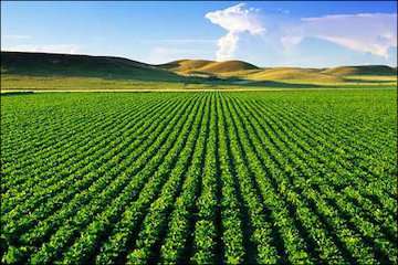 سازمان هواشناسی توصیه‌های کشاورزی سومین هفته سال زراعی را اعلام کرد