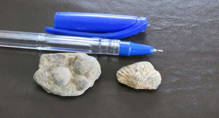کشف عرصه سنگواره های چند صدمیلیون ساله در خراسان رضوی
