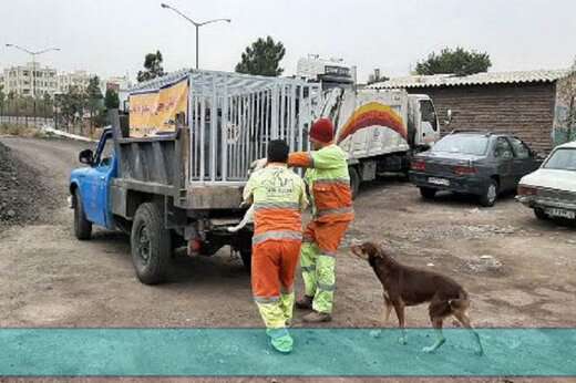 اجرای طرح جمع آوری سگ های بلاصاحب در سطح منطقه۷تبریز