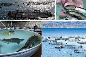 ظرفیت تولید هزار تن ماهیان خاویاری در لرستان