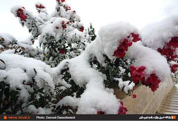 هشت استان سفیدپوش شدند/ تداوم بارش برف تا سه‌شنبه در تهران/ تهران زیر صفر می رود