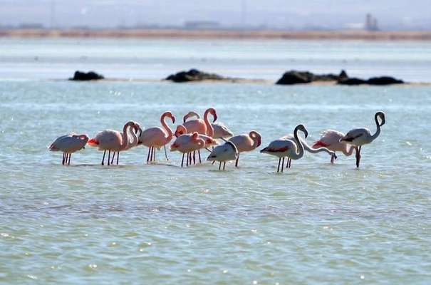 جمعیت پرندگان مهاجر در تالاب میقان اراک افزایش یافته است