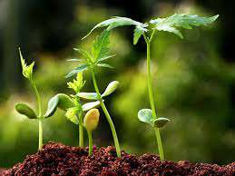 برای توسعه مدارس سبز در قم تلاش می کنیم