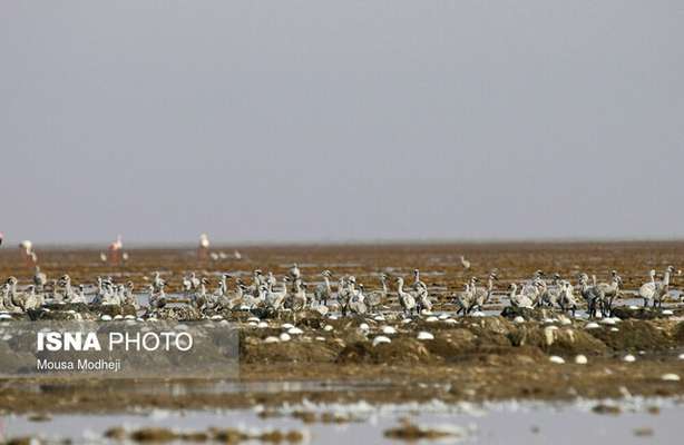 نقشه‌برداری و تعیین کالبدی یک میلیون هکتار از مساحت تالاب‌های کشور