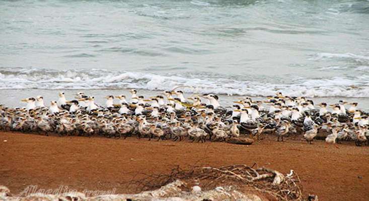 پارک ملی دریایی دیر نخیلو به عنوان منطقه حفاظت شده پستانداران تایید شد