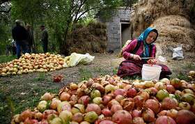 پرداخت بیش از ۷۵ درصد تسهیلات اشتغال روستایی