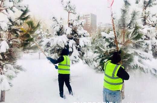 برف تکانی در بوستان‌ها و فضاهای سبز سطح منطقه ۱