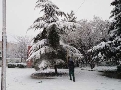 برف تکانی درختان و برف روبی معابر بوستان های قزوین در حال انجام است