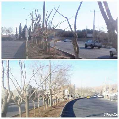 بیانیه سازمان سیما،منظر و فضای سبز شهرداری شاهرود در خصوص هرس سنگین درختان سطح شهر
