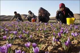 ۱۰۰ هزار نفر از شاغلان روستایی بیمه می‌شوند