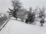 برف تکانی درختان معابر و بوستان های شهر ارومیه در حال اجرا است