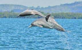 شناسایی جمعیت جدیدی از دلفین گوژپشت  در استان بوشهر