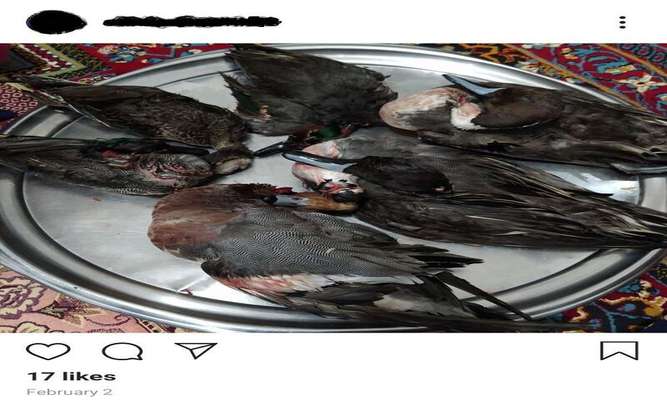 منتشرکننده تصاویر اردک شکارشده در مهاباد دستگیر شد