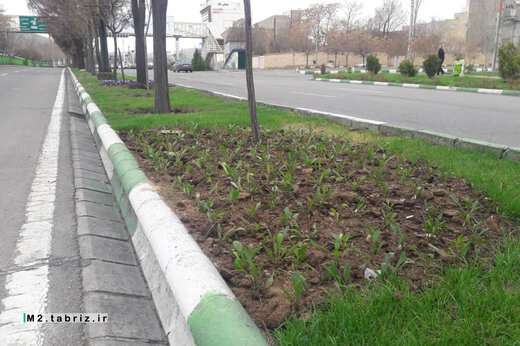 گلباران جاده ائل گلی با گل های بهاره