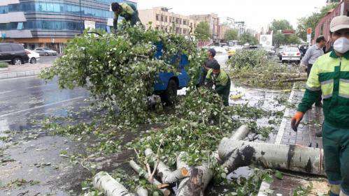 سقوط ۶۱ اصله درخت در پی وزش باد شدید و بارش باران