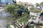 سقوط ۶۱ اصله درخت در پی وزش باد شدید و بارش باران