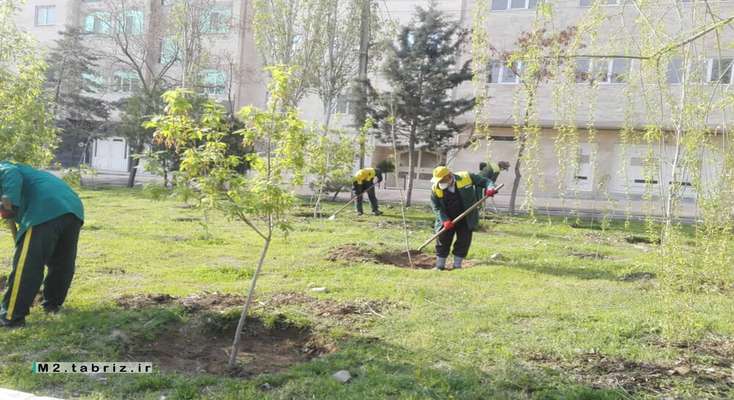 ترمیم تشتک پای درختان پارک شمیم پایداری