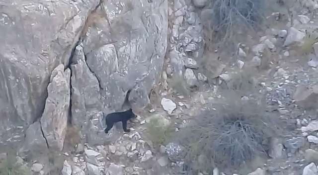 مشاهده یک خرس سیاه آسیایی(بلوچی) در ارتفاعات روستای فاریاب شهرستان رودان