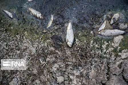 علت مرگ ماهی های رودخانه قره سو کرمانشاه در دست بررسی است