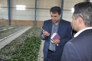 درآمدزایی با تولید پیله ابریشم در شهرداری بجنورد