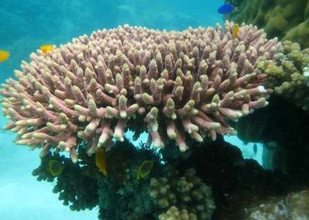 احیا و بازسازی مرجانهای جزیره خارک
