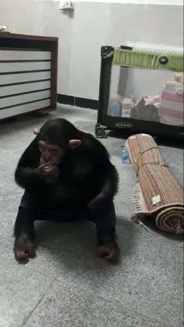 رییس اداره محیط زیست تهران:بازگشت باران شامپانزه معروف به مجموعه ارم