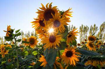 دمای هوا در اهواز به ۵۰ درجه و در تهران به ۳۶ درجه می‌رسد