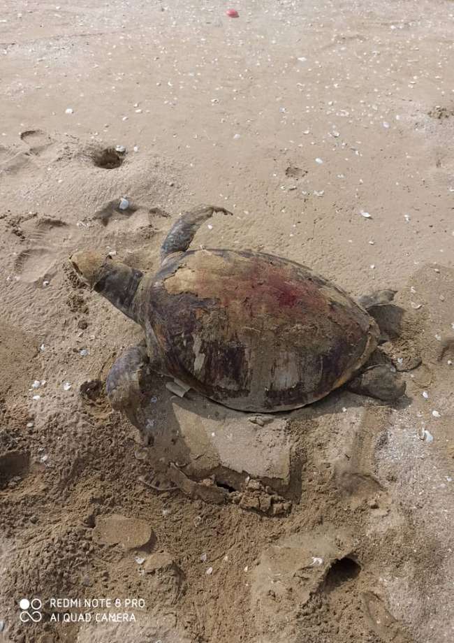 مشاهده ۲۸ مورد لاشه لاک پشت در سواحل شهرستان جاسک