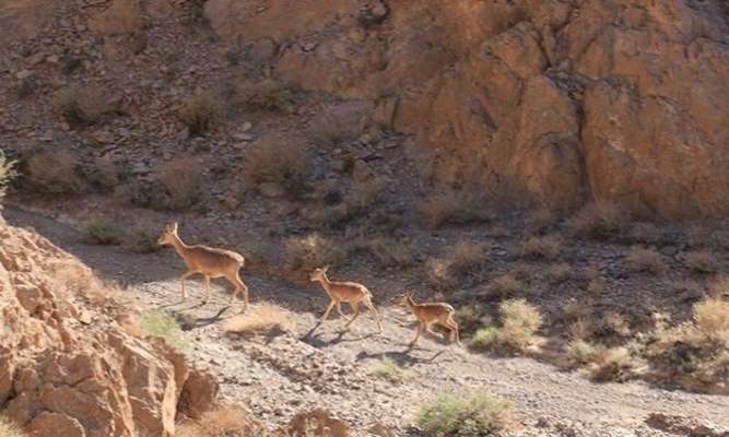 افزایش وسعت مناطق شکار و صید ممنوع در لرستان