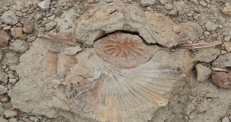 کشف فسیل های جانوری قدیمی در کوههای روستای رودیک چابهار