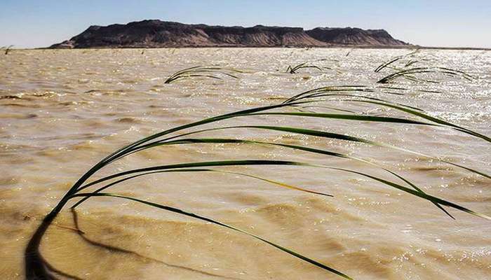 ۱۸ کیلومتر از رونگ‌های تالاب بین‌المللی هامون لایروبی شد